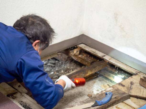 Best Fast Mold Removal  in Enochville, NC