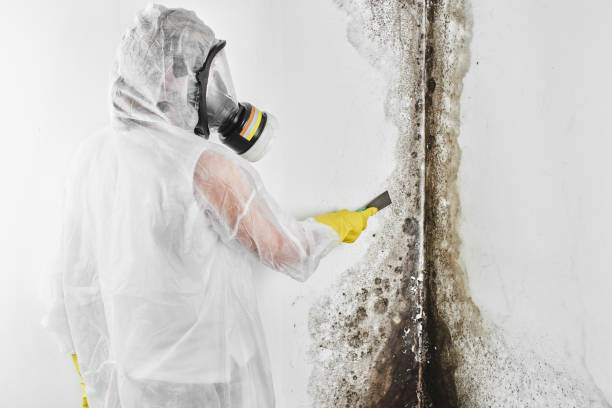 Best Crawl Space Mold Removal  in Enochville, NC
