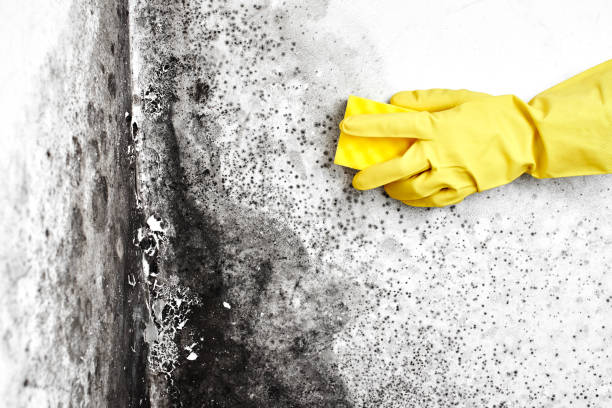 Best Office Mold Removal Services  in Enochville, NC