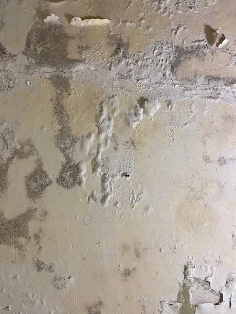  Enochville, NC Mold Removal Pros