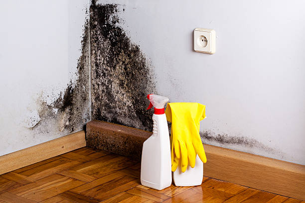 Best Crawl Space Mold Removal  in Enochville, NC