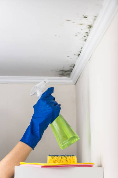 Best Office Mold Removal Services  in Enochville, NC