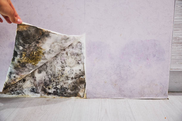 Trusted Enochville, NC Mold Removal Experts